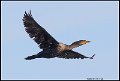 _0SB1041 double-crested cormorant